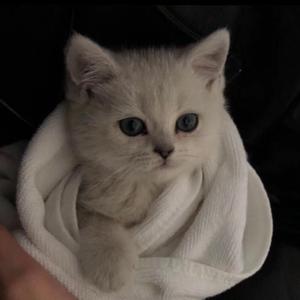 乖乖女的嫩奶头被同桌吸
