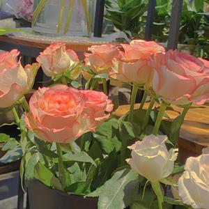 乖乖女的嫩奶头被同桌吸
